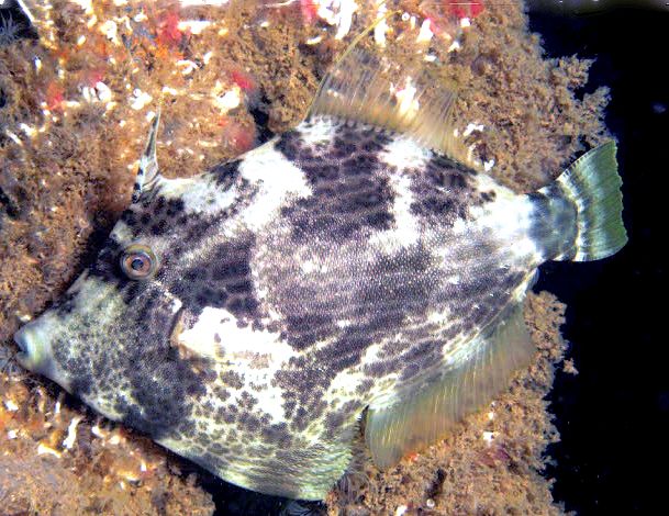 Stephanolepis diaspros_04.jpg